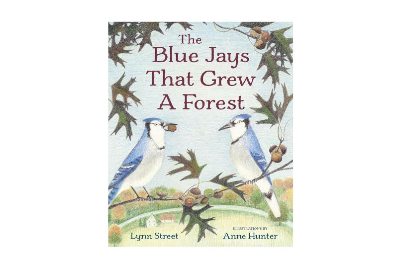 The Blue Jays That Grew A Forest